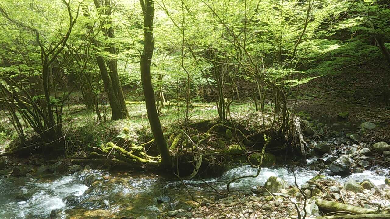 子供でも遊べる浅瀬の川が場内に流れています!