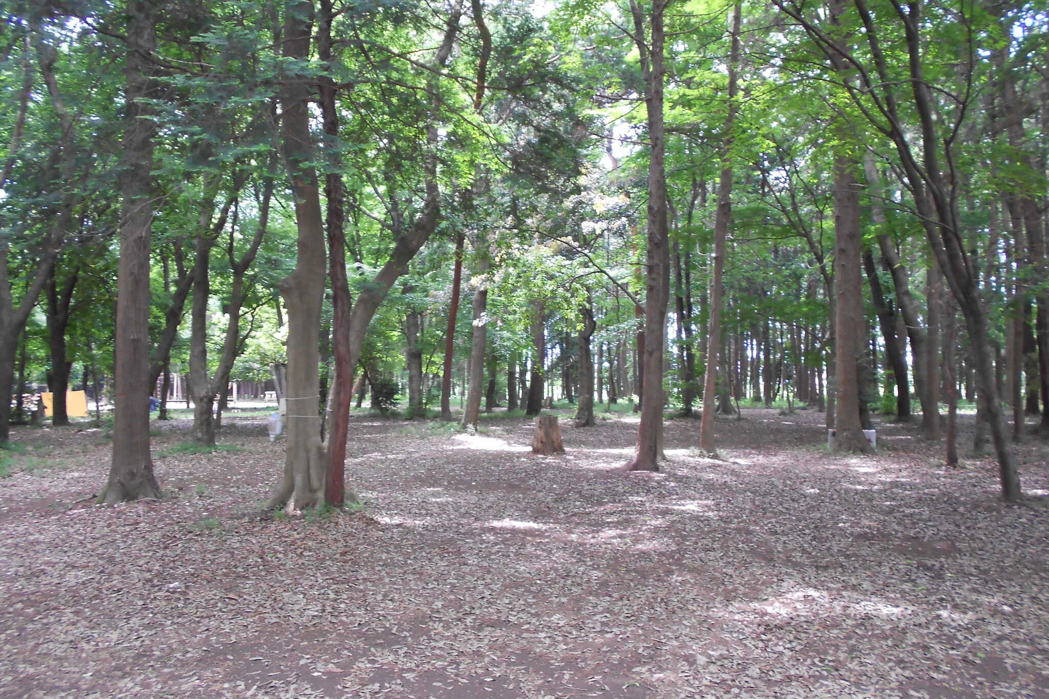 豊里ゆかりの森キャンプ場