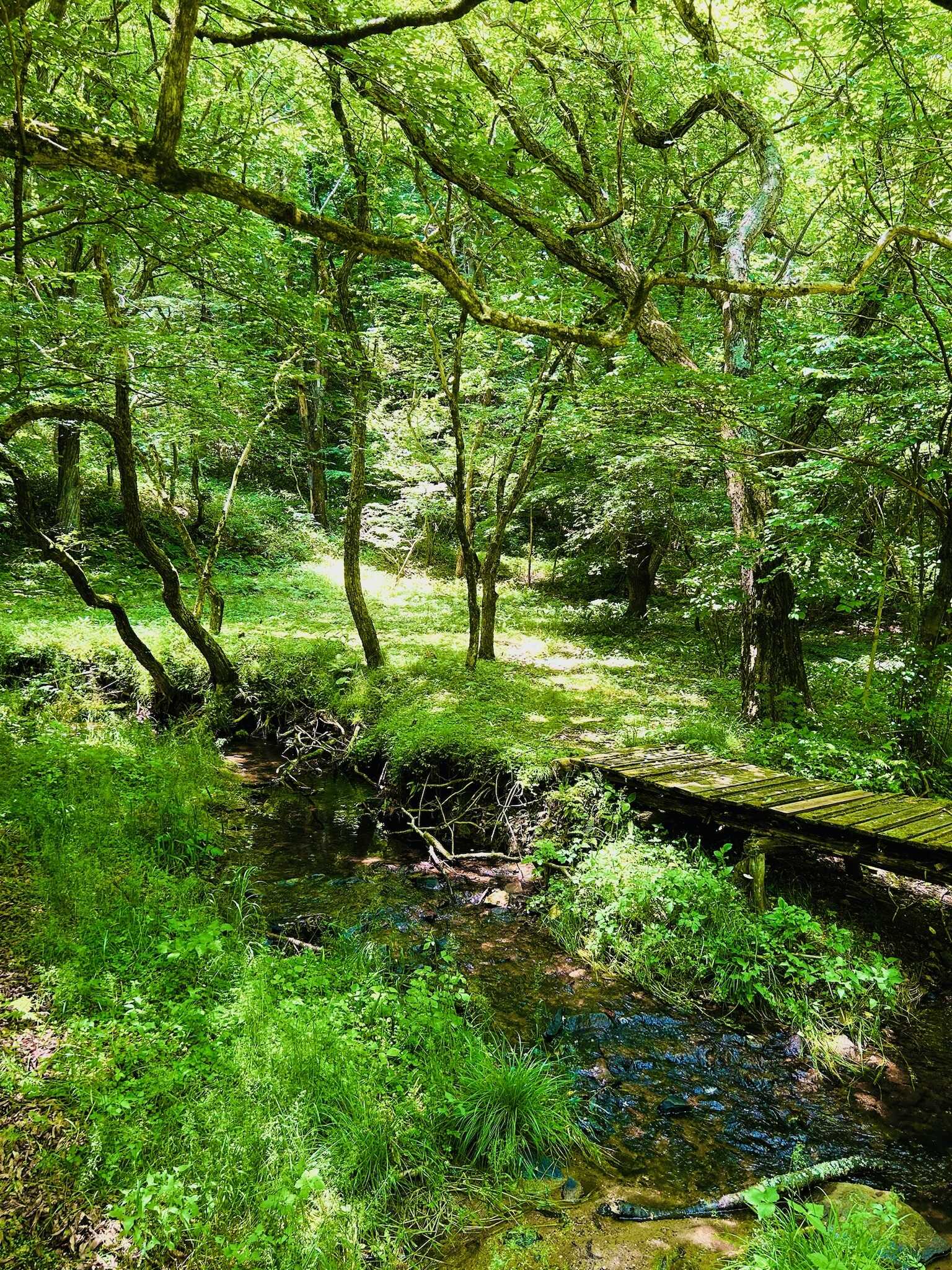 Forest of THENの写真 3枚目