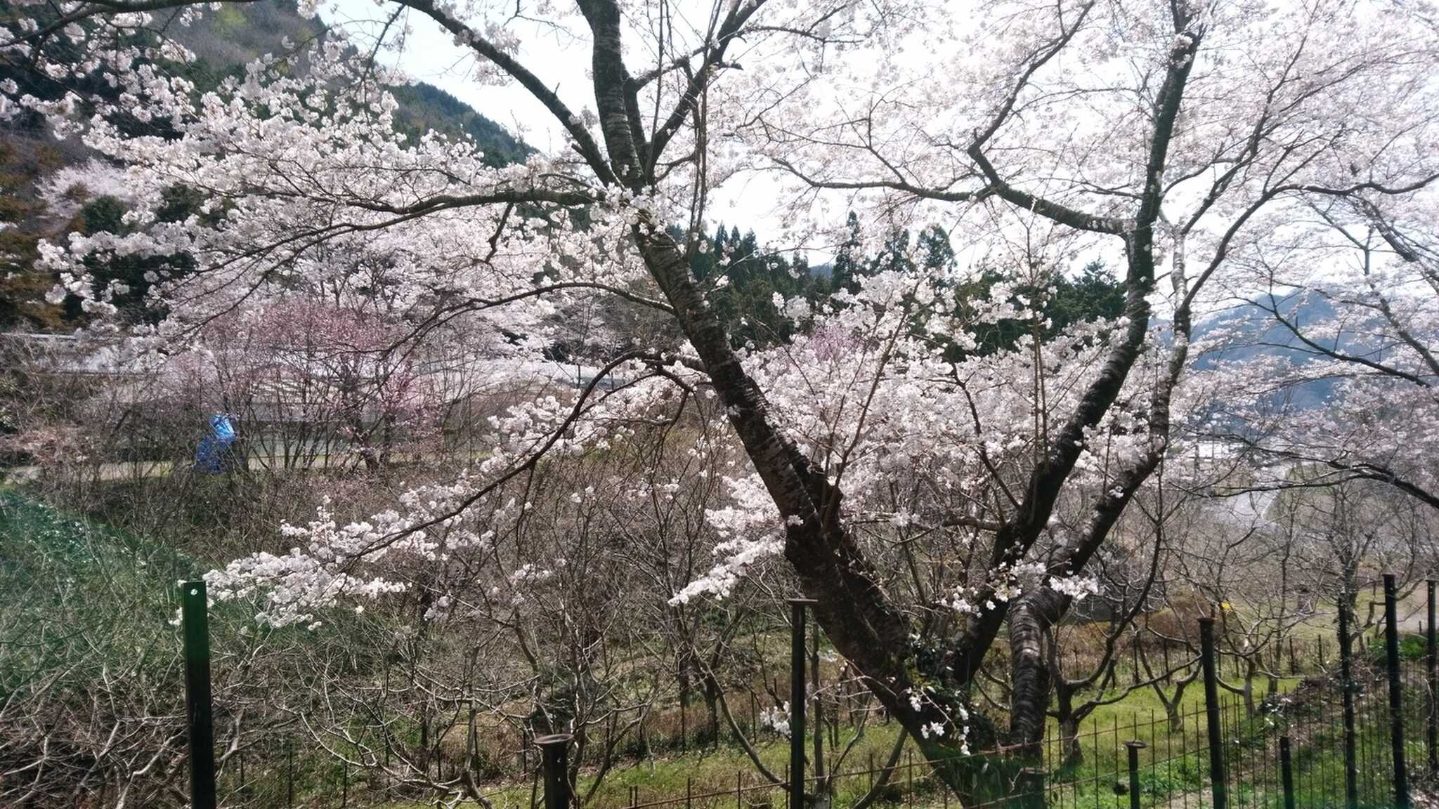 くぼ農園の写真 3枚目