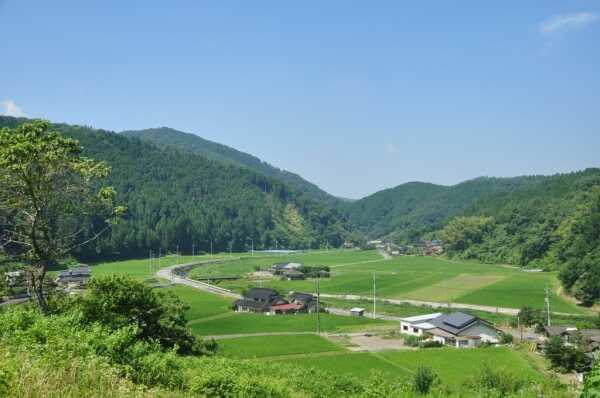 高仙の里よの「なつつばき」