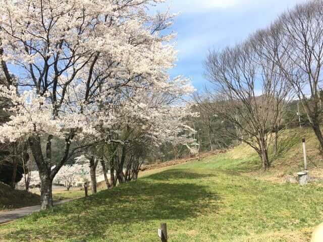 高仙の里よの「なつつばき」の写真 3枚目