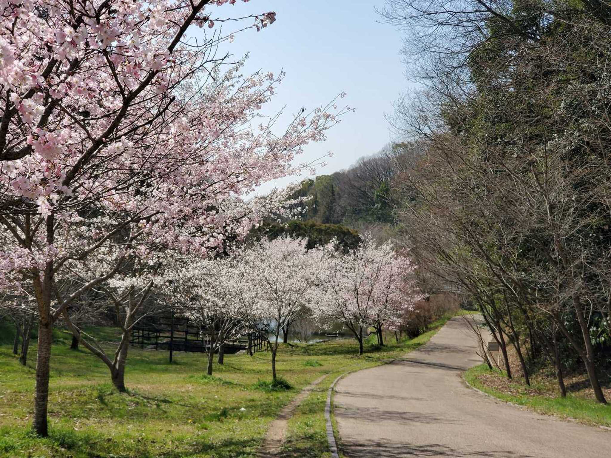 桜並木