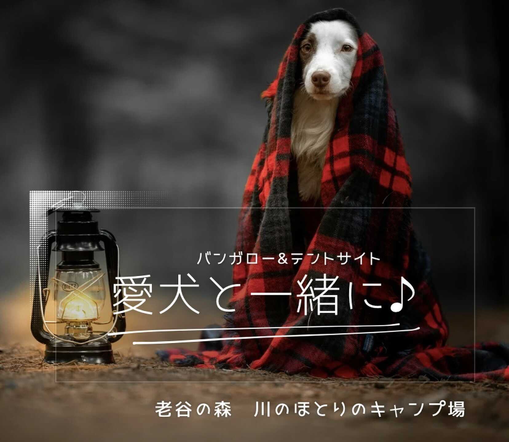 老谷の森 川のほとりのキャンプ場の写真 2枚目