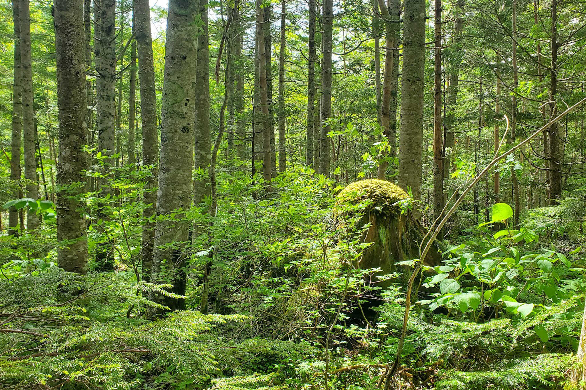 国有林の中で宿泊する贅沢を。植物と大地の精気に満ち溢れた、亜高山帯の原生林に抱かれる体験をぜひ味わってみてください。
