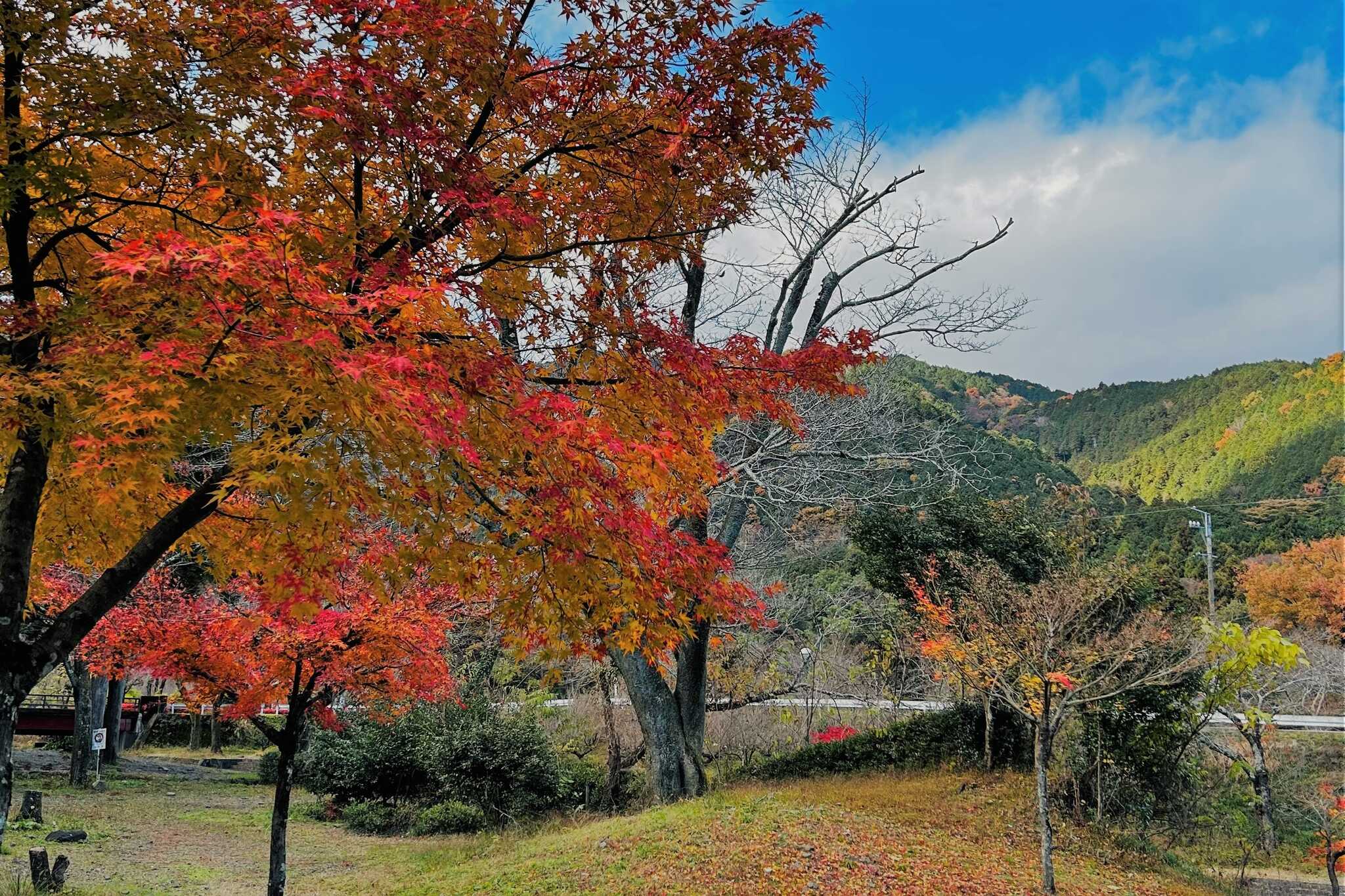 大津谷公園キャンプ場