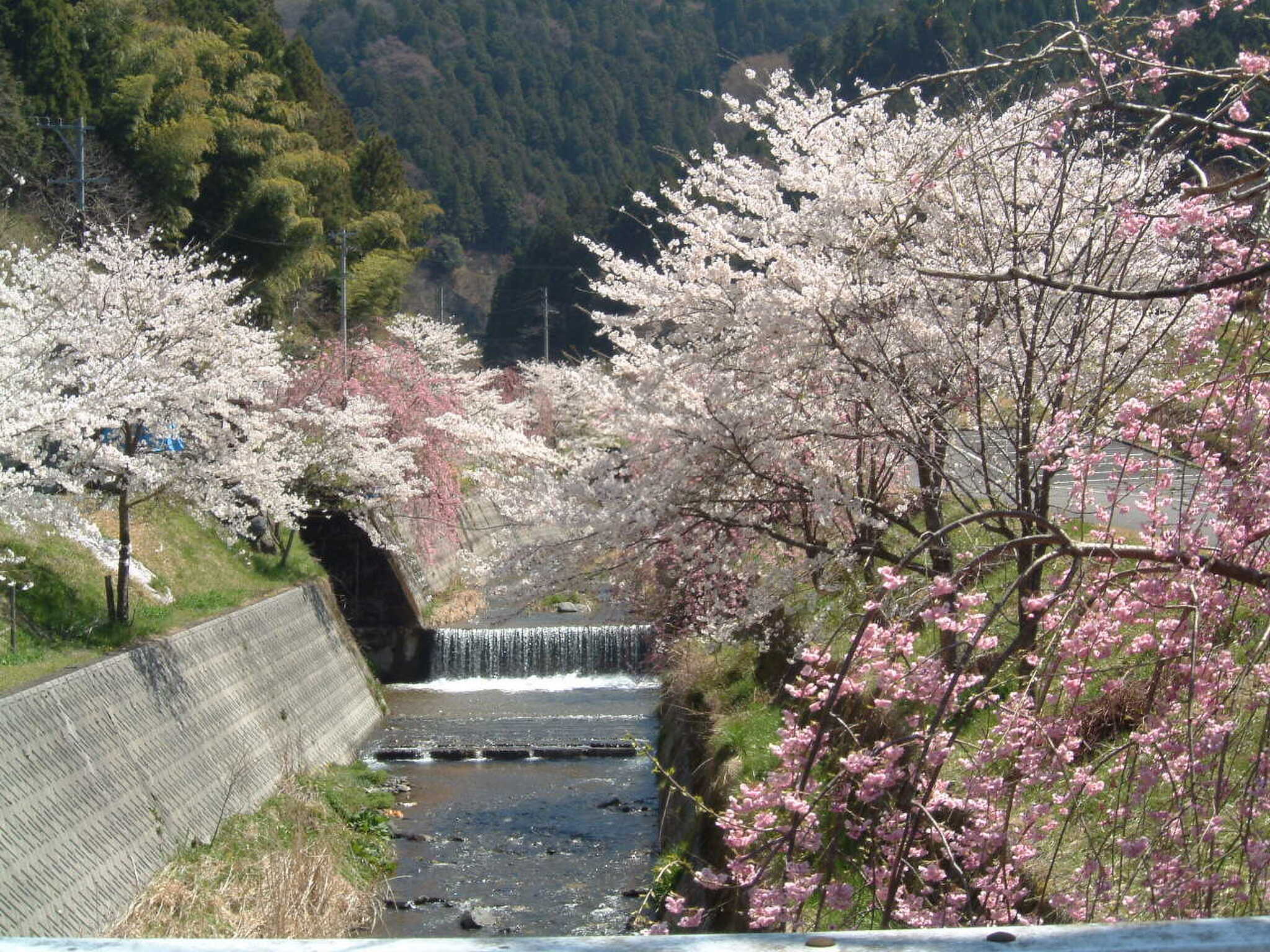 春には桜が咲き誇ります。ソメイヨシノ、四季ザクラ、枝垂桜、山桜と種類が豊富なので2~3週間楽しめます♪