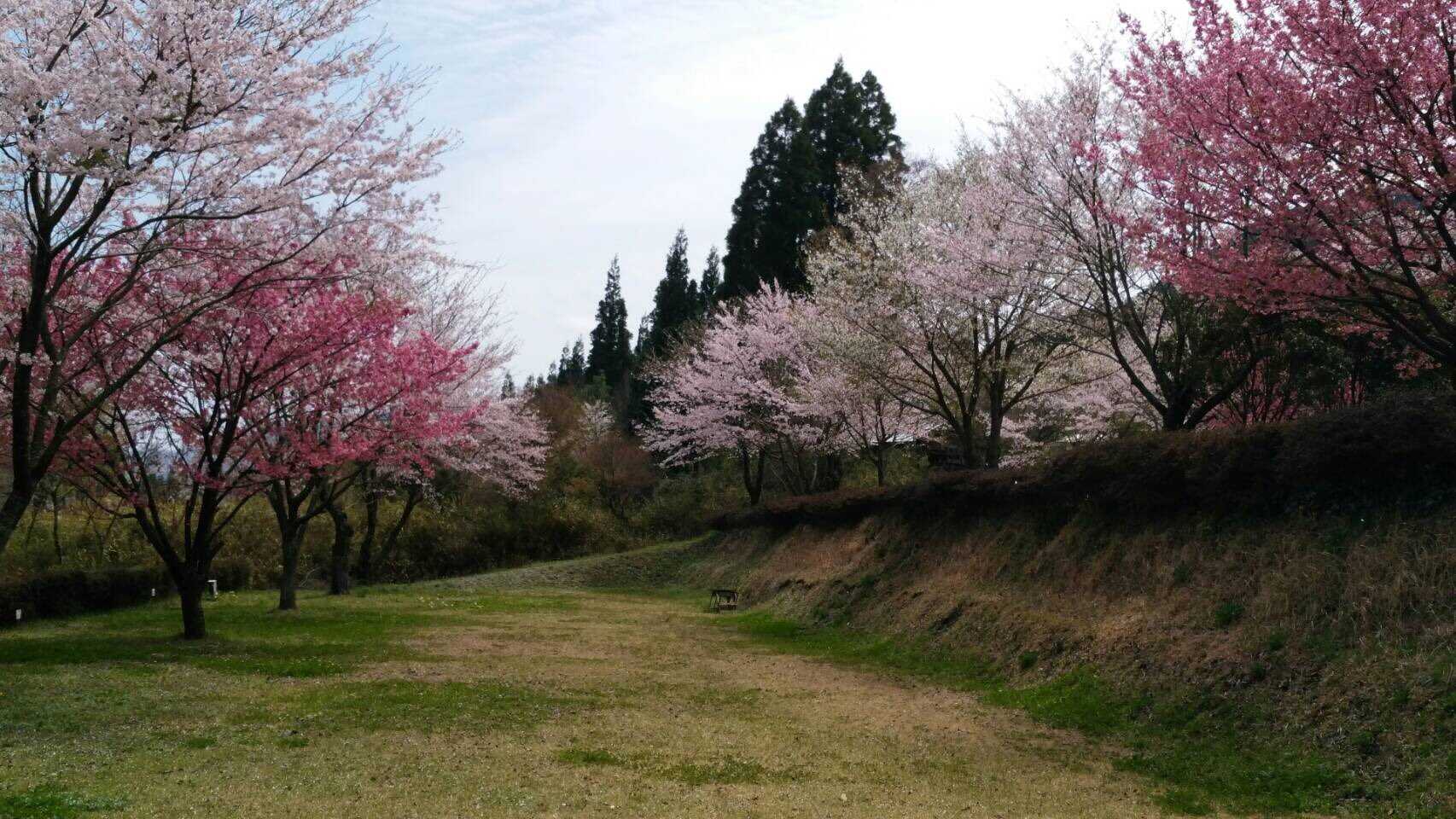 春には茶倉がきれいです