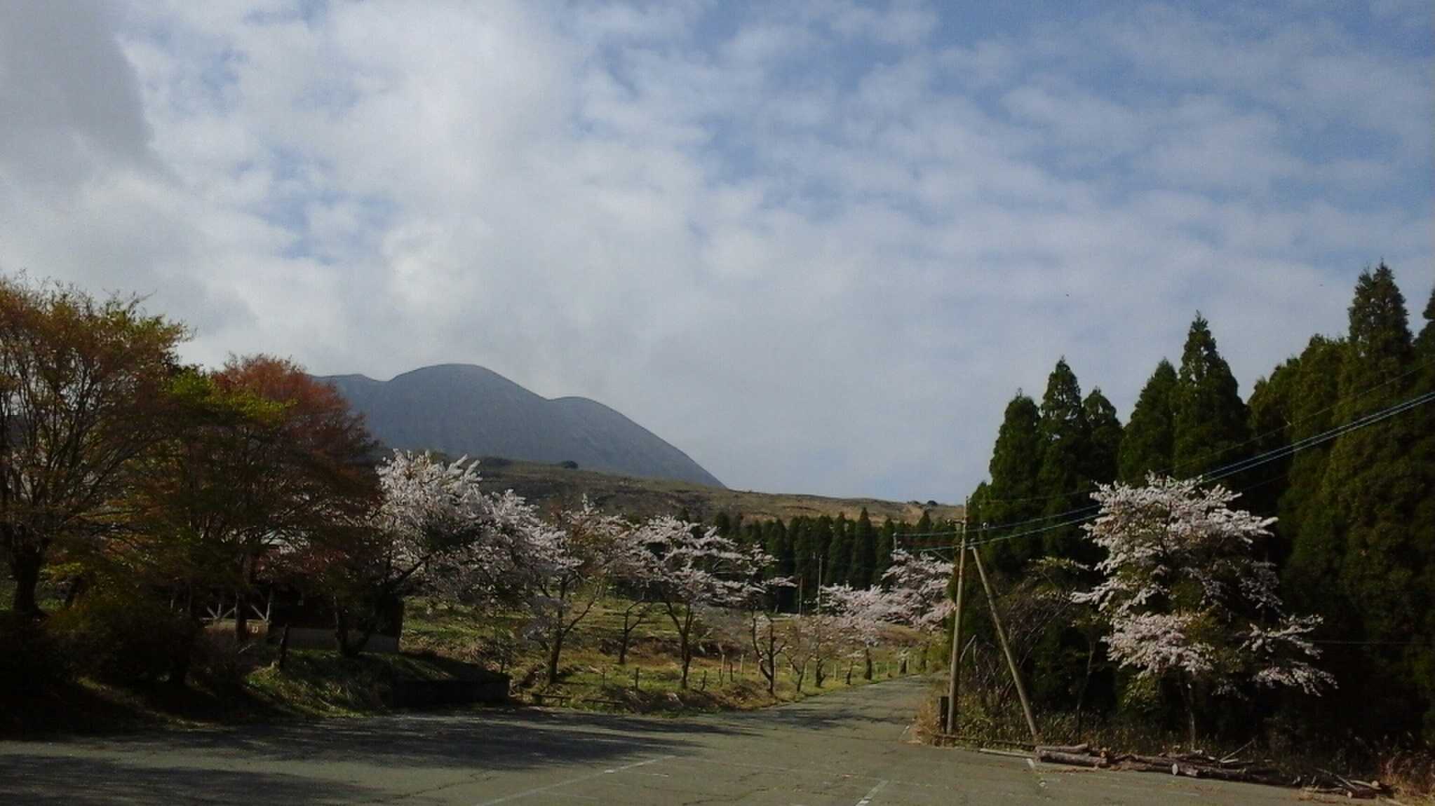 春には120本の桜の花が満開になります☆
