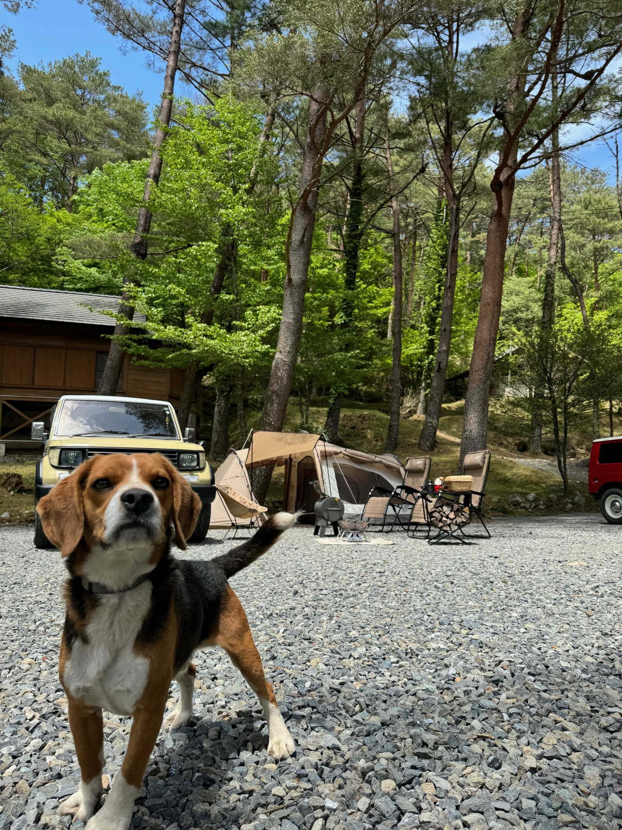 ワンちゃんと一緒にキャンプ(必ずリードをつけてください。)