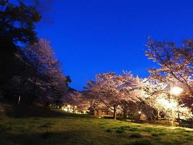 夜桜も楽しめます