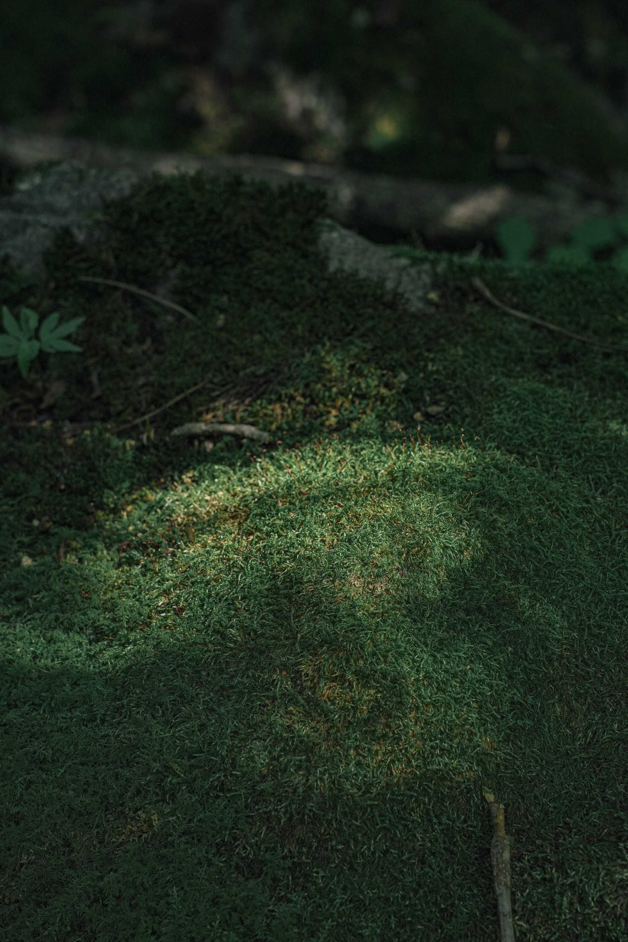 苔が群生する園内は神秘的な雰囲気です。