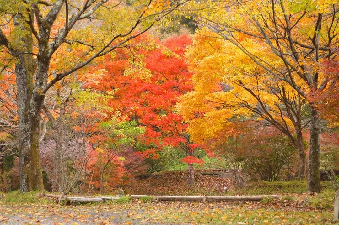 わらび平森林公園キャンプ場の写真 3枚目