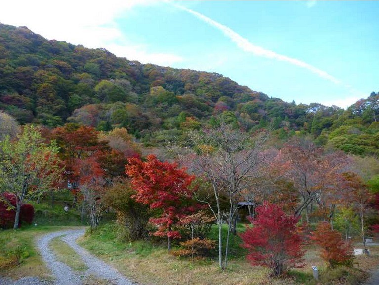わらび平森林公園キャンプ場 photo 3