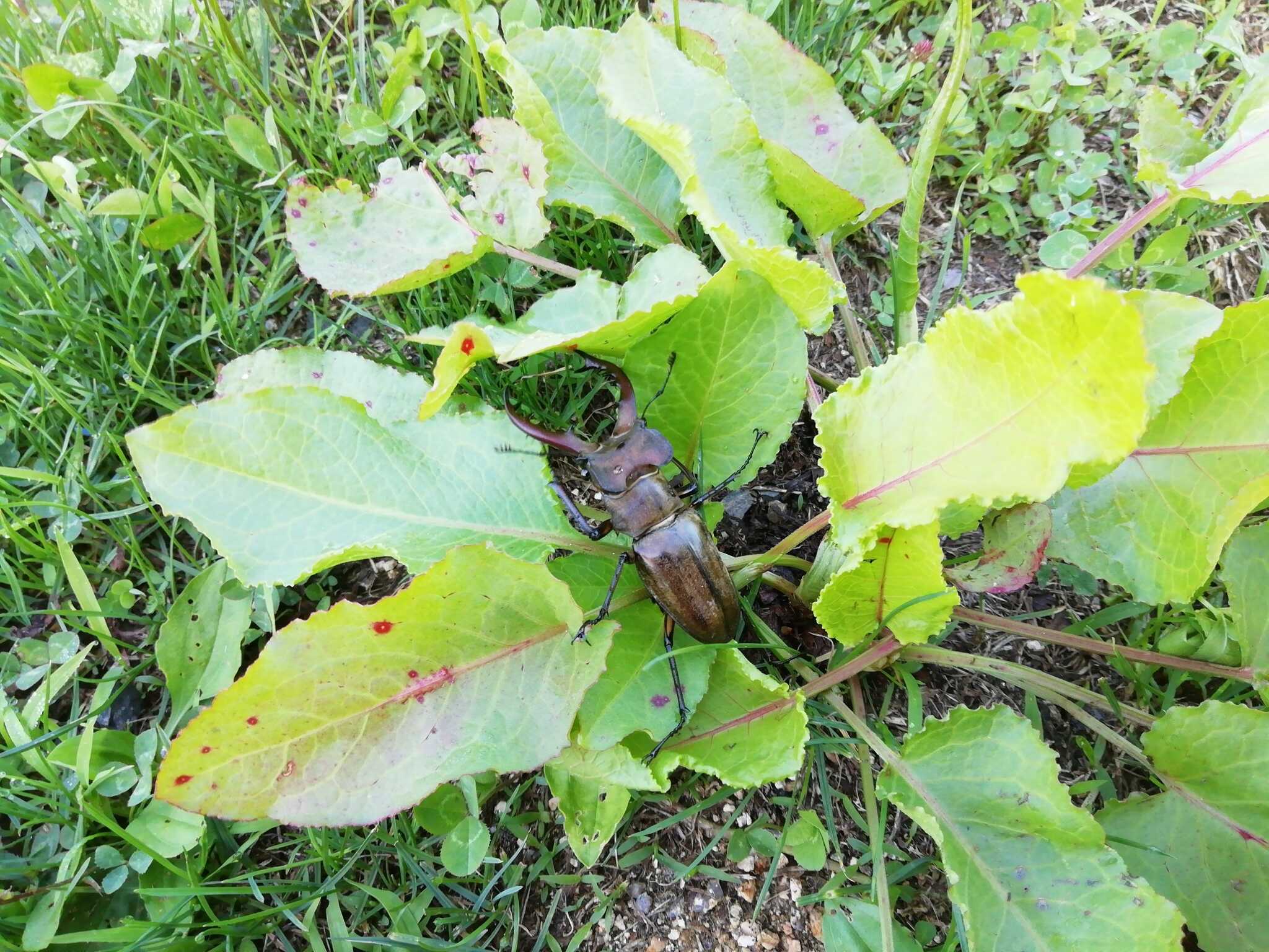 夏にはカブトムシやクワガタに出会えるかも!
