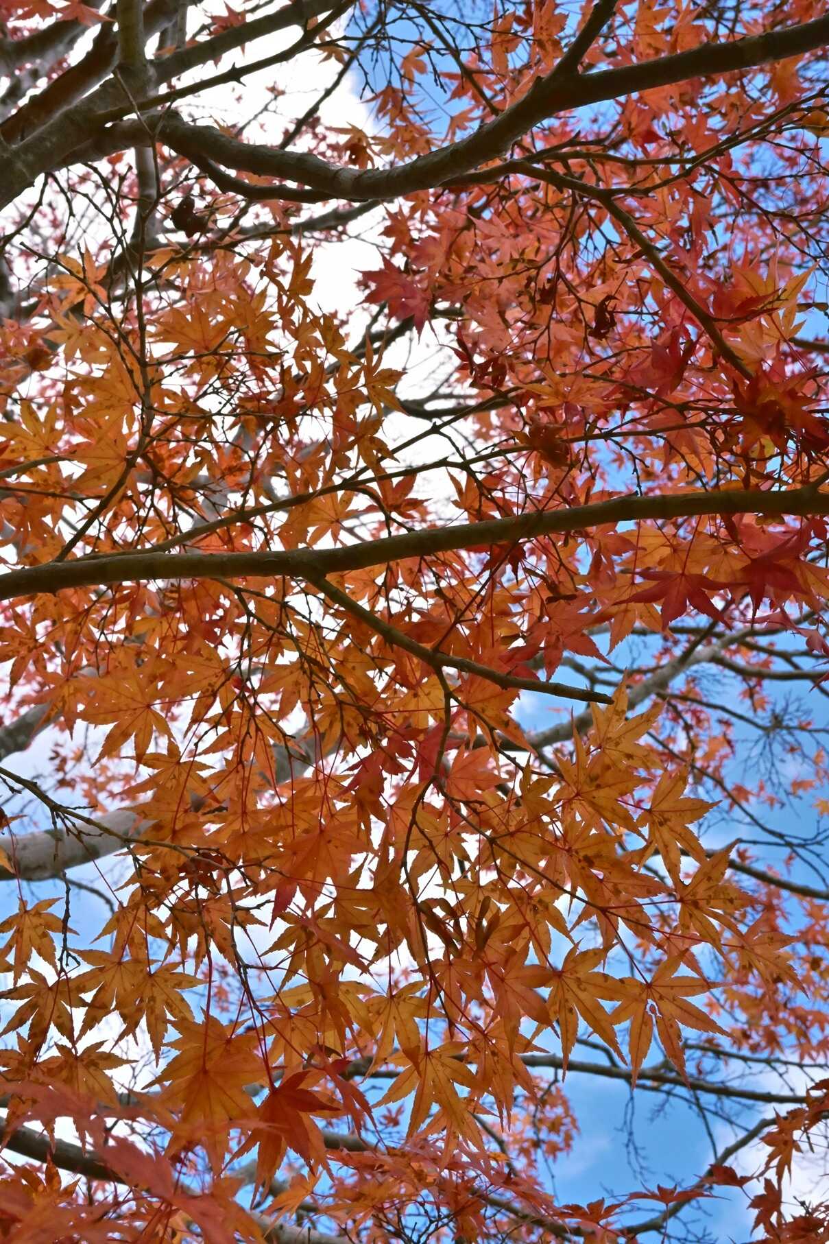 もみのき森林公園キャンプ場・もみのき荘