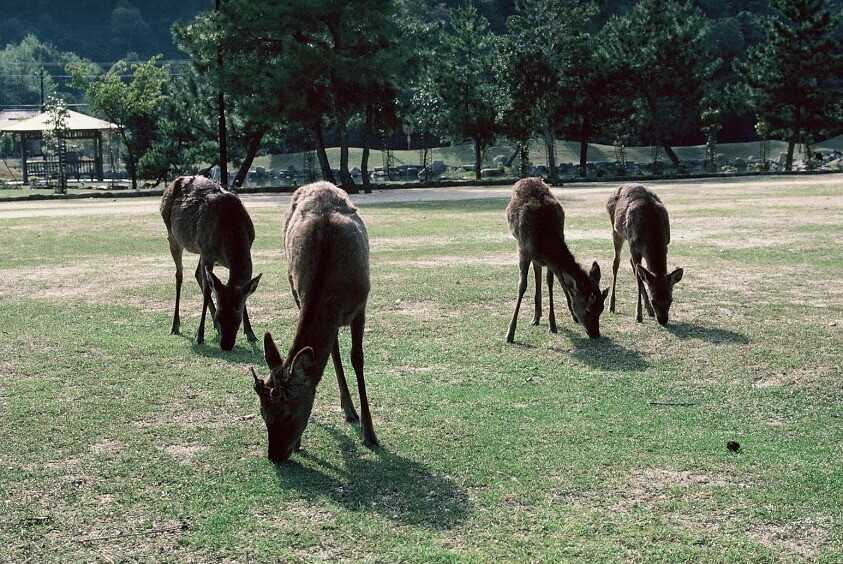 【R6/3閉鎖】包ヶ浦自然公園キャンプ場の写真 3枚目