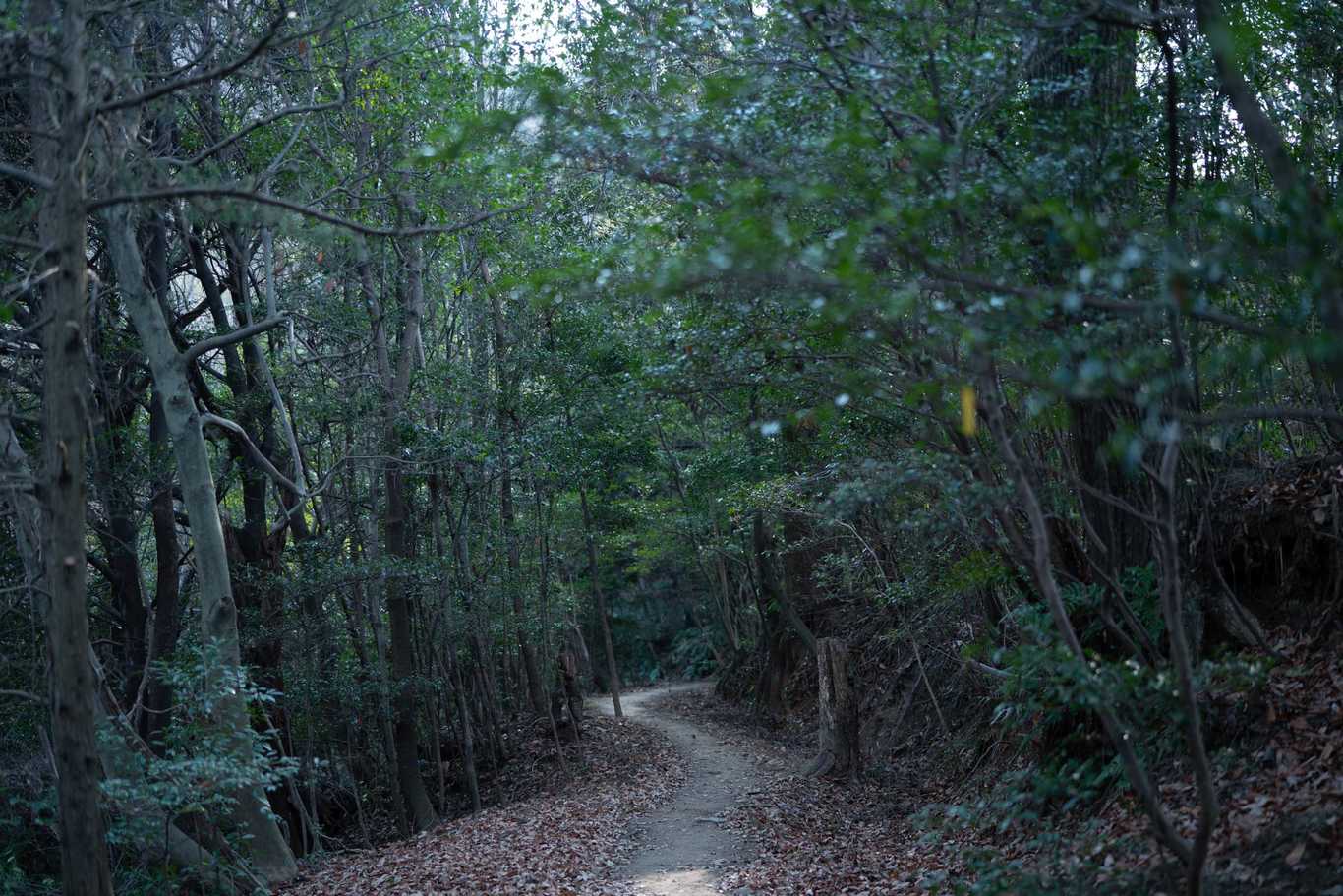 畦田キャンプ場 photo 3