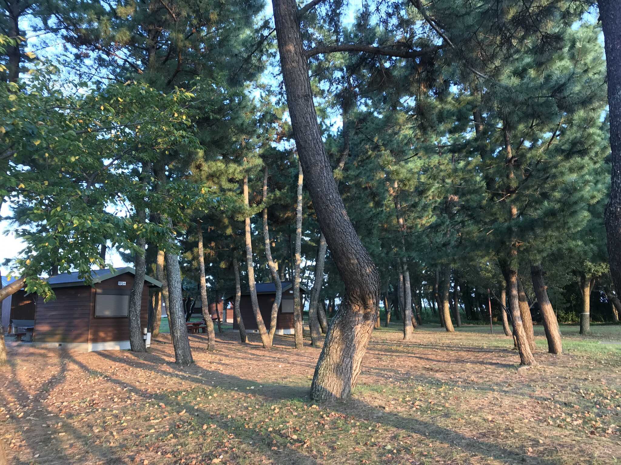 大淀ふれあいキャンプ場の写真 5枚目