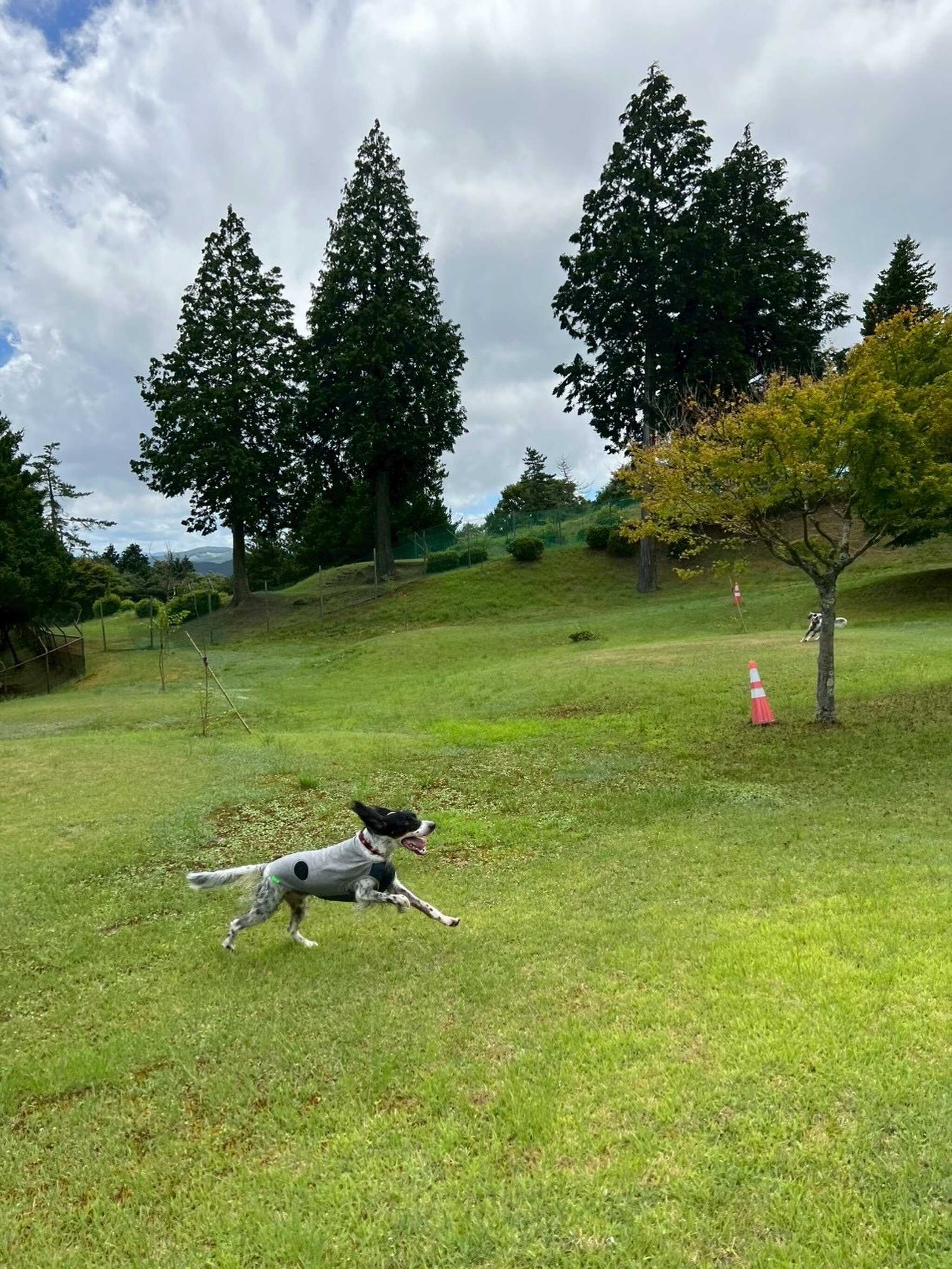 広さ約8000㎡! 広大な高原のドッグラン!
