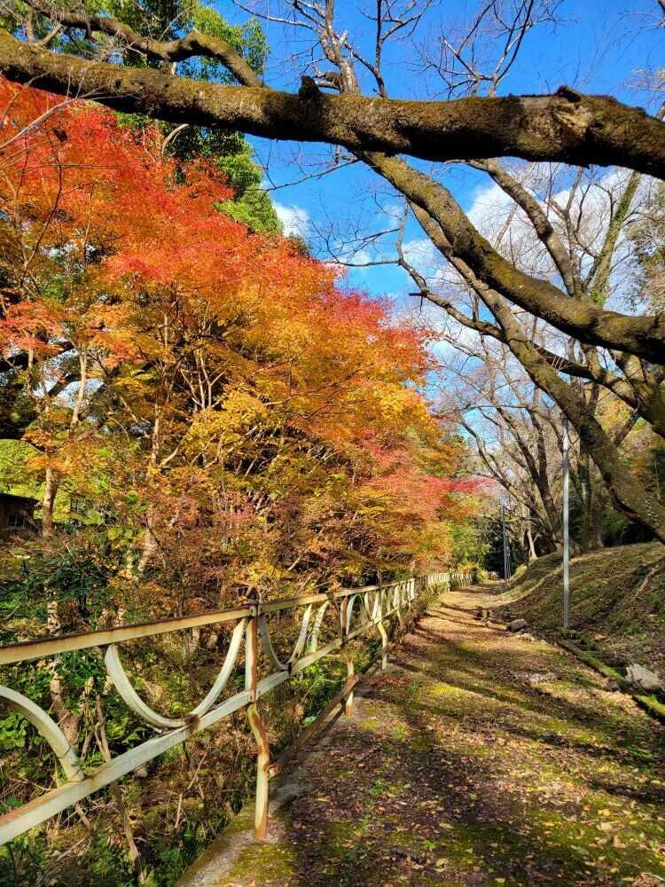 大滝峡キャンプ場の写真 3枚目