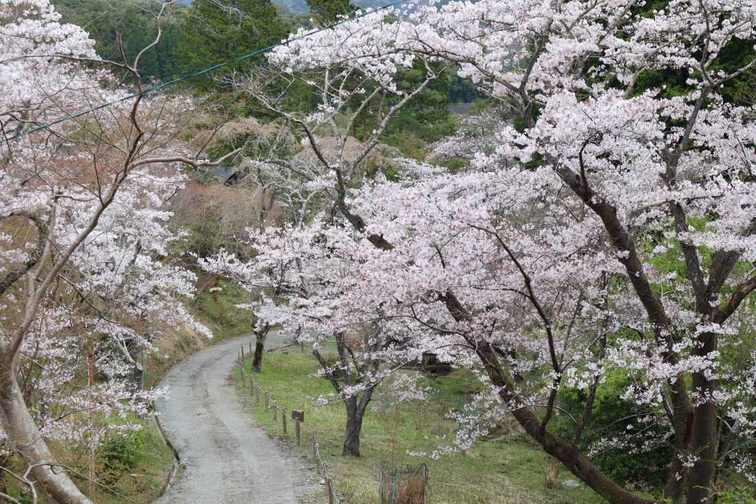 春は桜が咲いてとても綺麗です♪