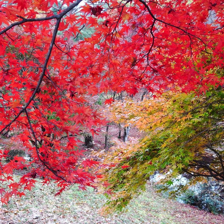 滋賀県希望が丘文化公園 photo 5