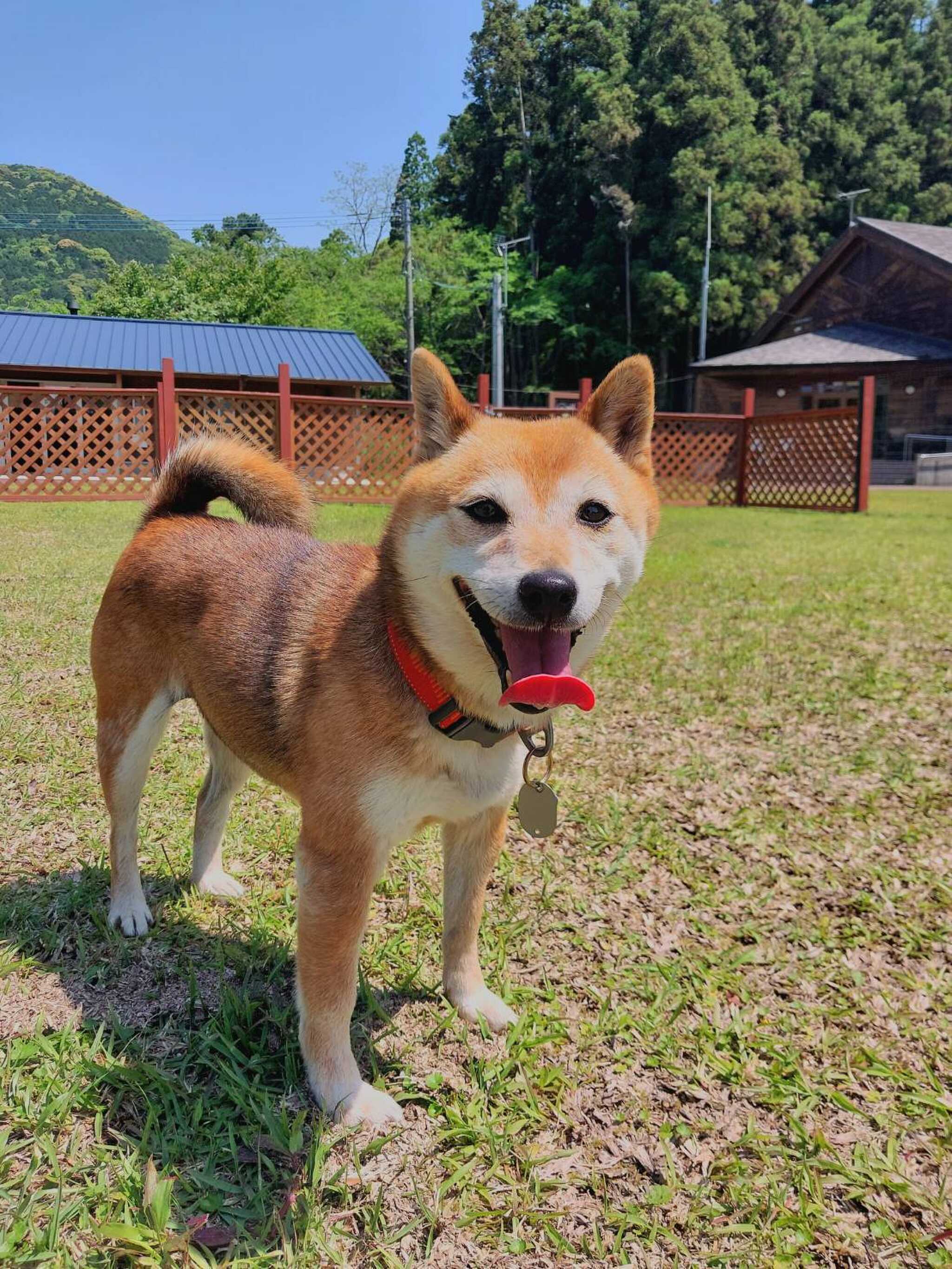 ドッグランサイト・ドッグ区画サイトで愛犬とキャンプしよう!キャンプ場内ワンちゃんOKです!