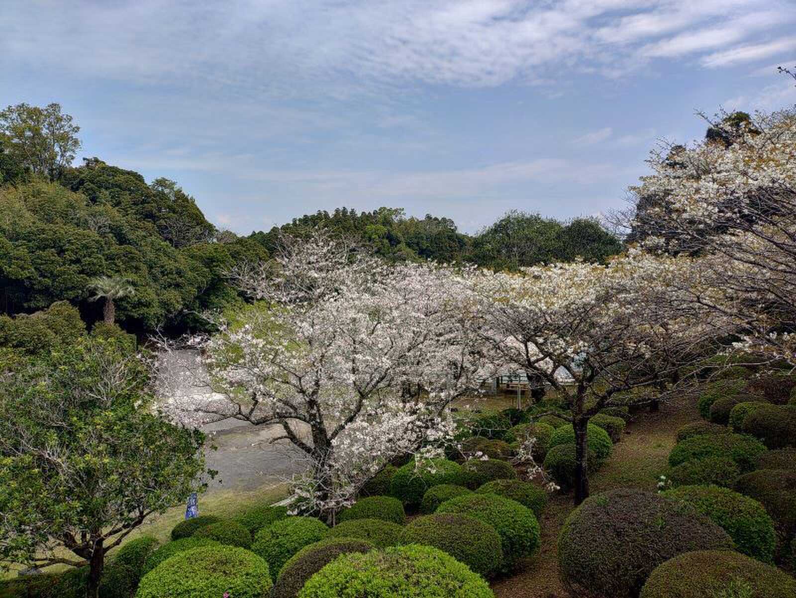 満開も散る時も美しい それが桜ですね❣