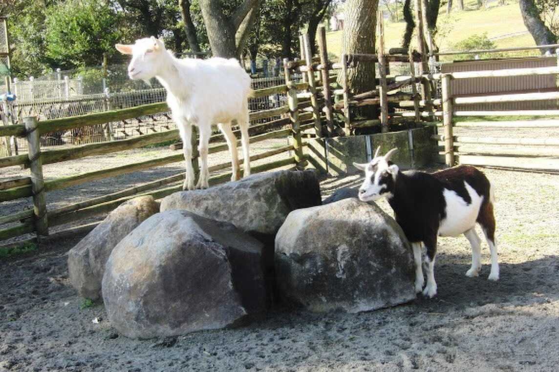 お子様が楽しめる小動物園が併設されています♪
