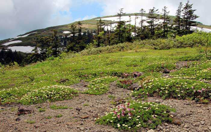 阿仁ゴンドラコース:阿仁ゴンドラ山麓駅から往復約2時間。森吉山山頂直下の稚児平と山人平のお花畑も是非お楽しみください☆