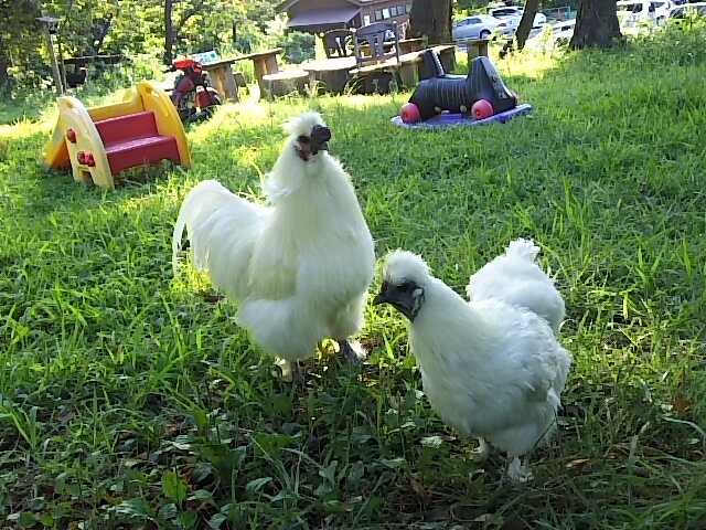 烏骨鶏のサンペイと花ちゃんが散歩。事務所周りは、楽しい憩いの場です☆