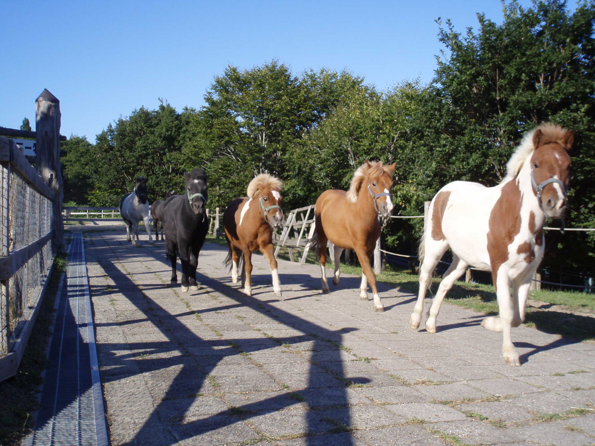 動物広場(牧場から厩舎まで走り抜けるポニーを見ることができます)※乗馬・馬車の体験もありますよ!