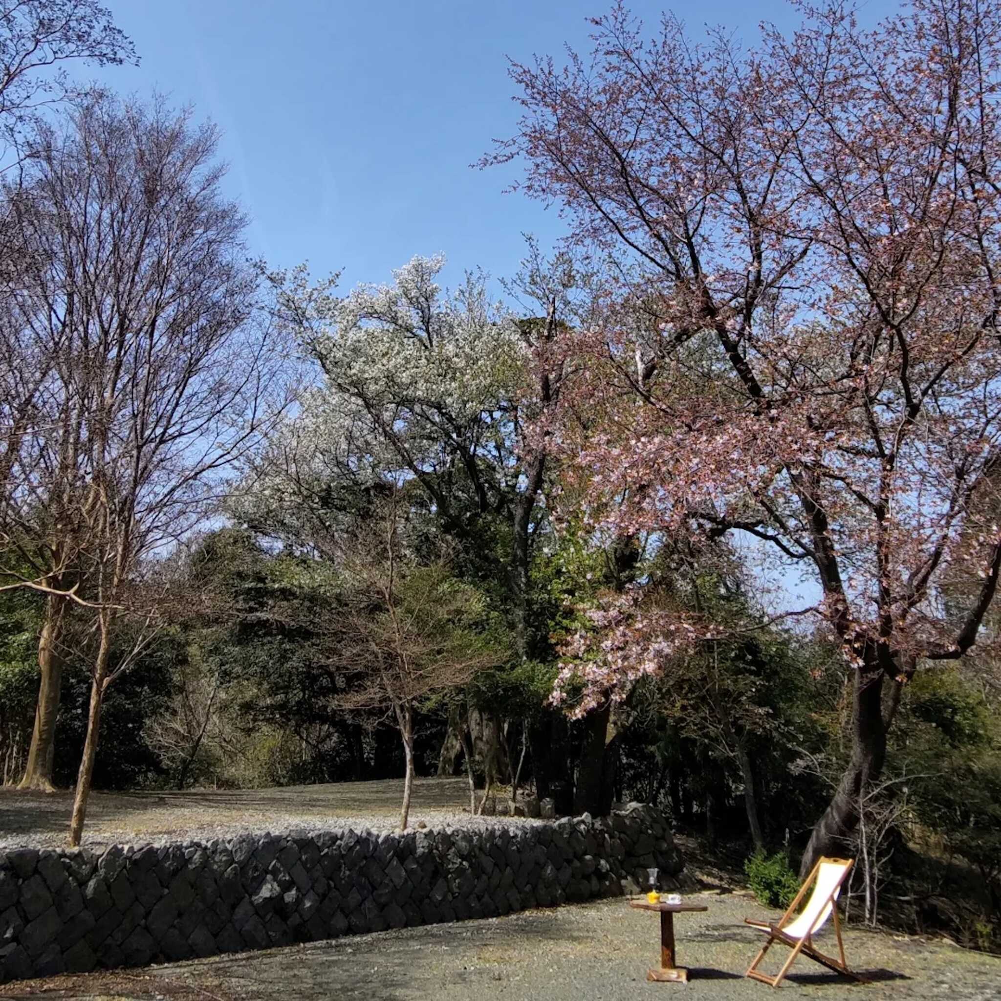 春になると山桜が綺麗に咲きます!お花見しながらゆっくりとお過ごしいただけます♫