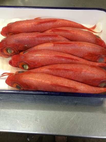 河津の金目鯛☆白身で、身は柔らかく小骨が少ない♪特に伊豆半島で捕れる金目鯛は有名です♪