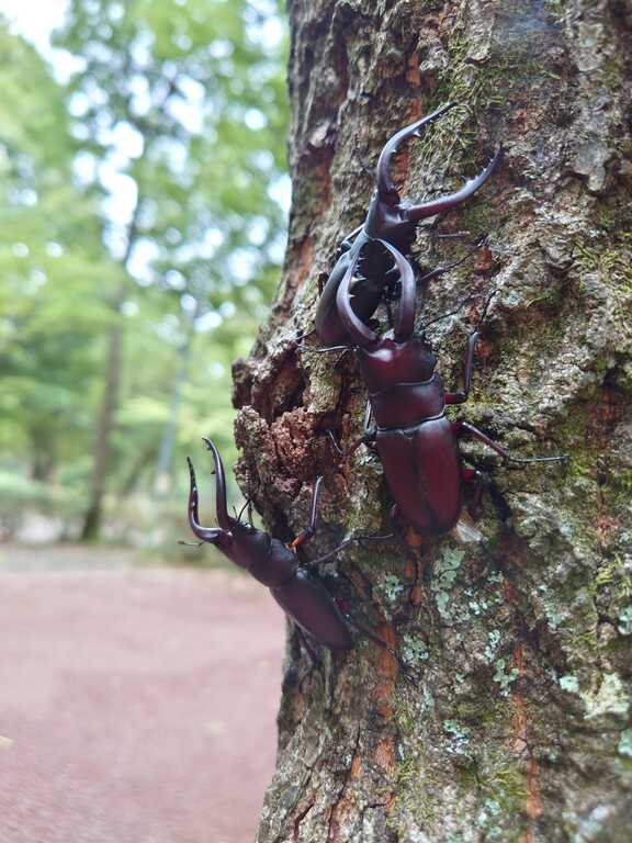 河津オートキャンプ場 photo 5