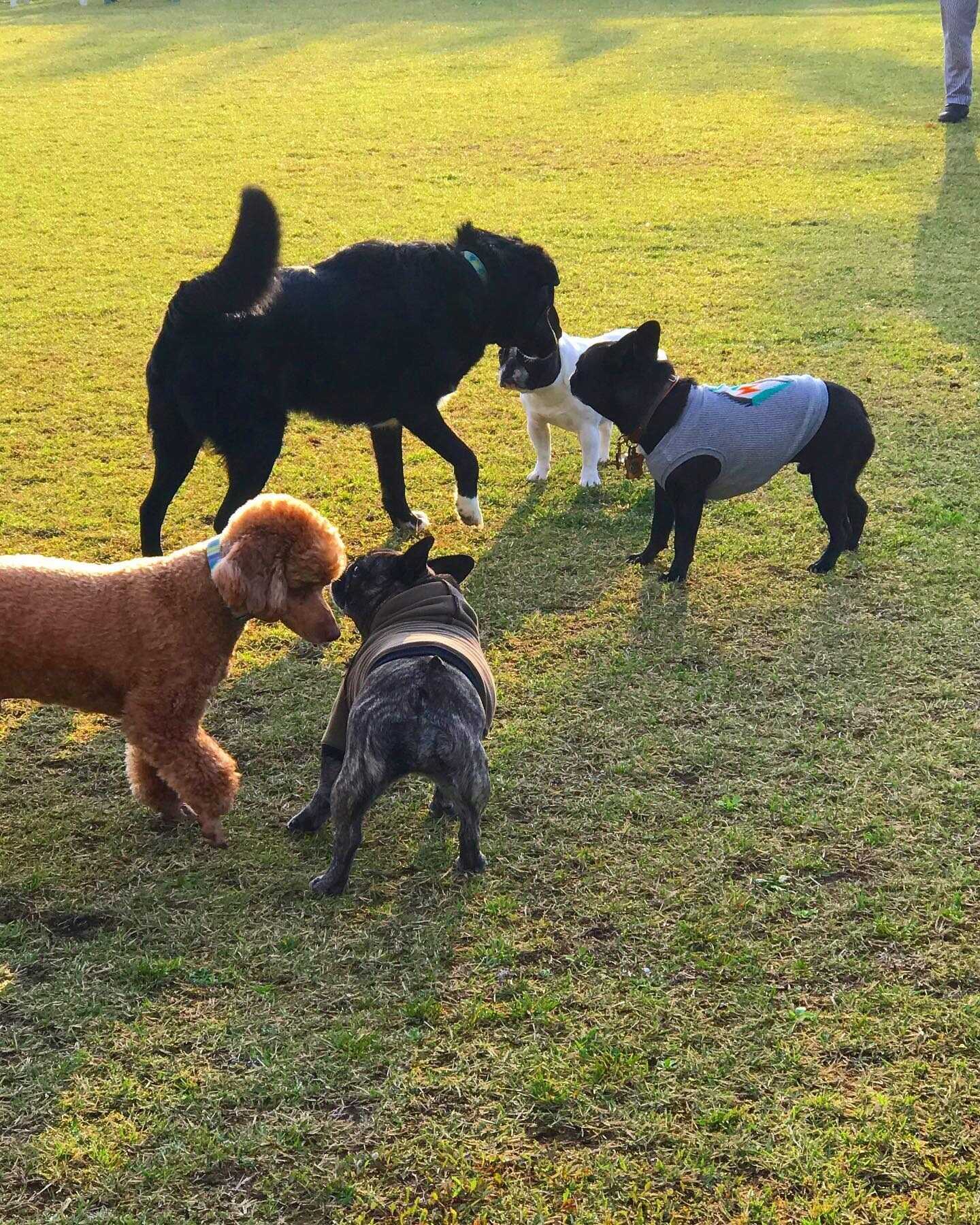 Dog Field合衆国
