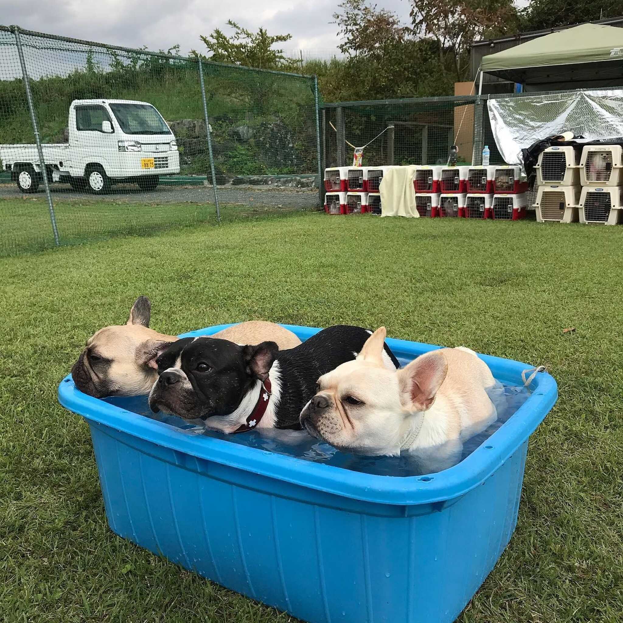 Dog Field合衆国の写真 5枚目