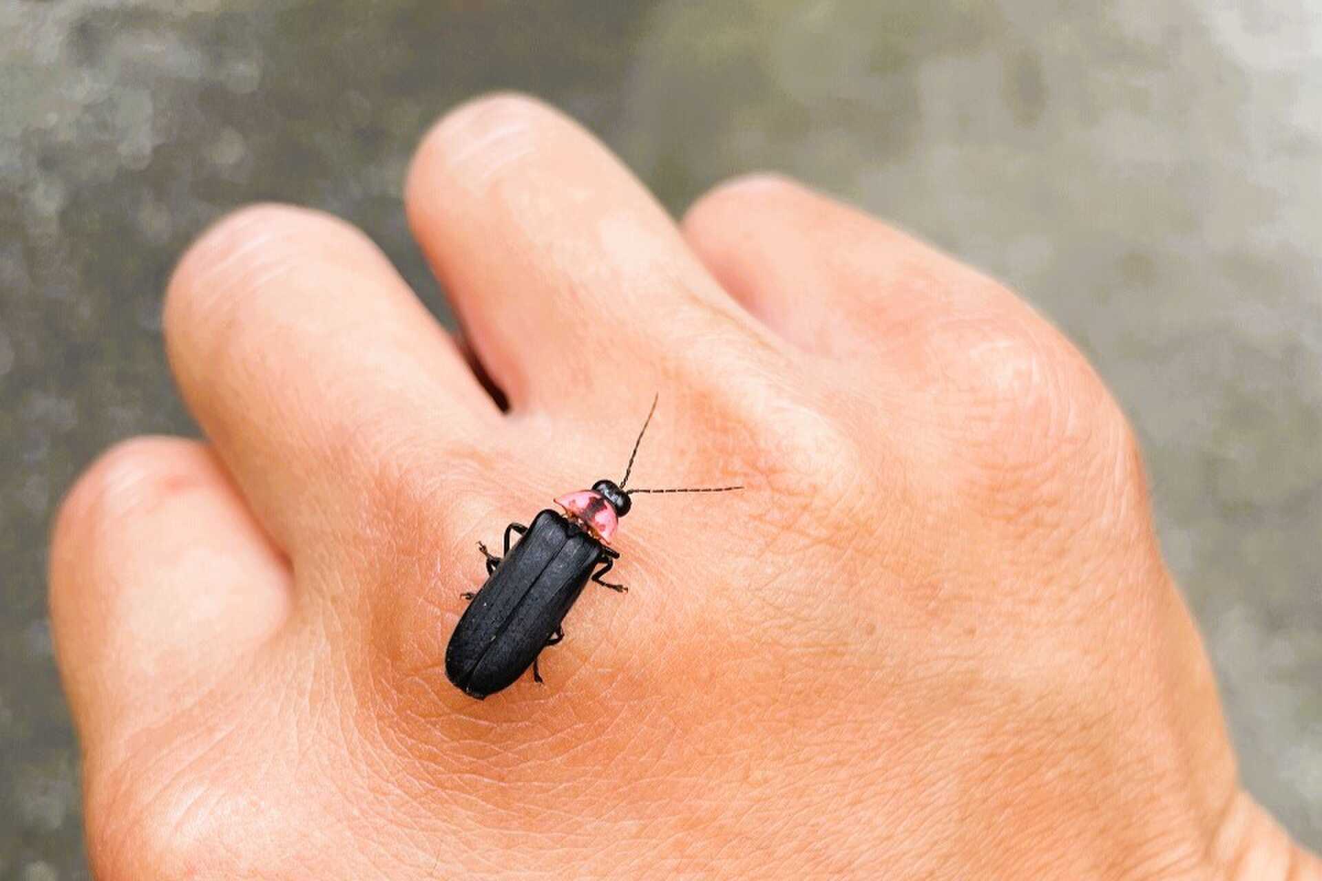 蛍も見られます。 カブトムシやサワガニなども見られます。