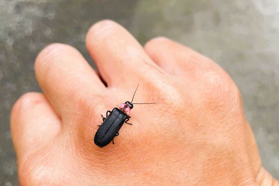 蛍も見られます。 カブトムシやサワガニなども見られます。