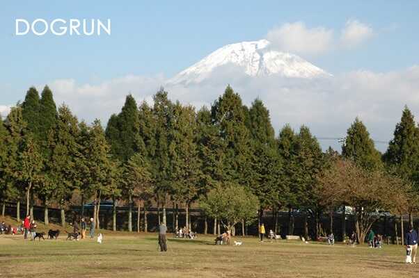 Field Dogs Gardenの写真 1枚目
