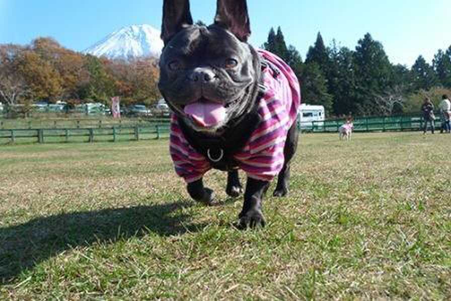 Field Dogs Gardenの写真 2枚目