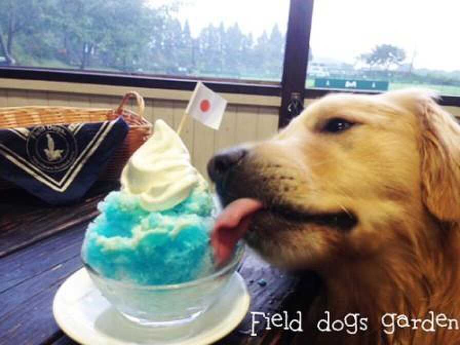 ワンちゃんにもヒンヤリ美味しいデザートはいかが? (カフェのDOGアイス400yenは農林水産大臣賞受賞☆ ※写真とは異なります)