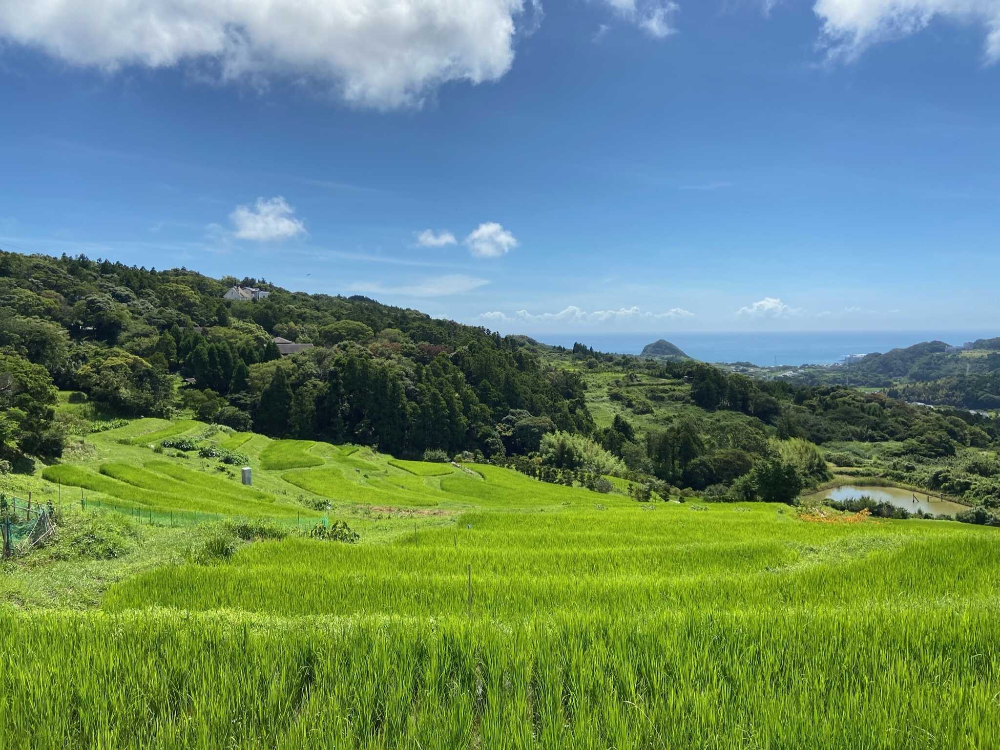 この【二子嶺岡棚田棚田】は海まで見えます♪ 場内からは徒歩3分で行けちゃいますよ♪