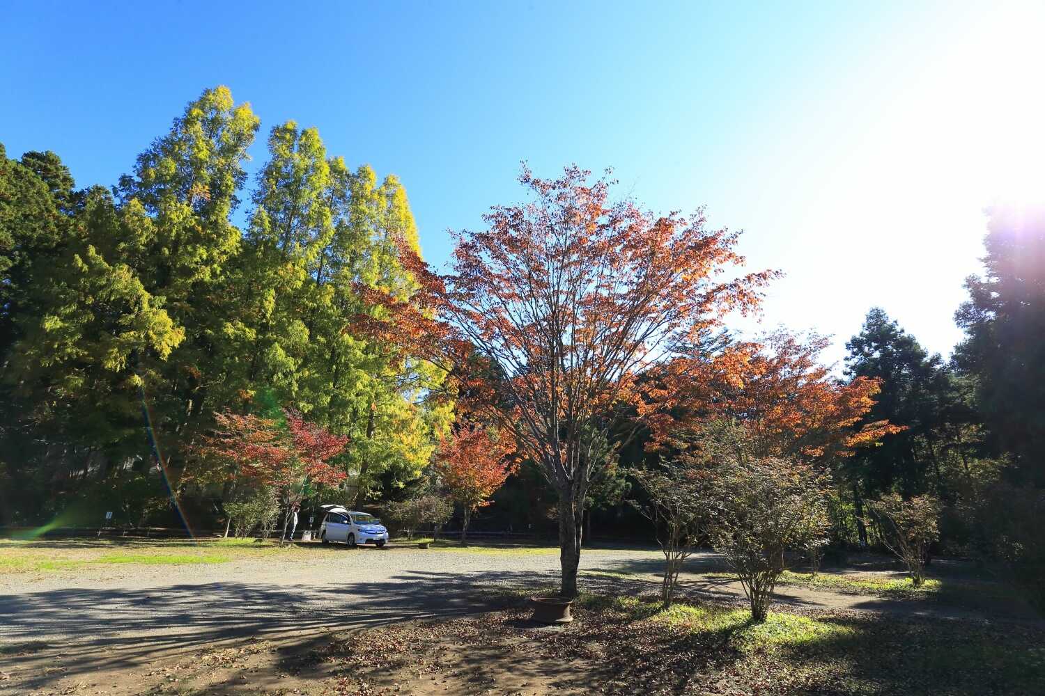 広場サイト紅葉の始まりです