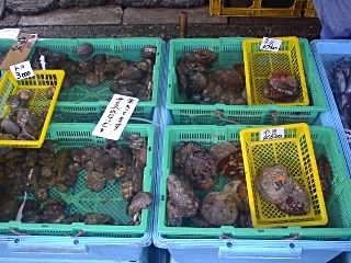 ACNオートキャンプ in 勝浦まんぼう photo 4