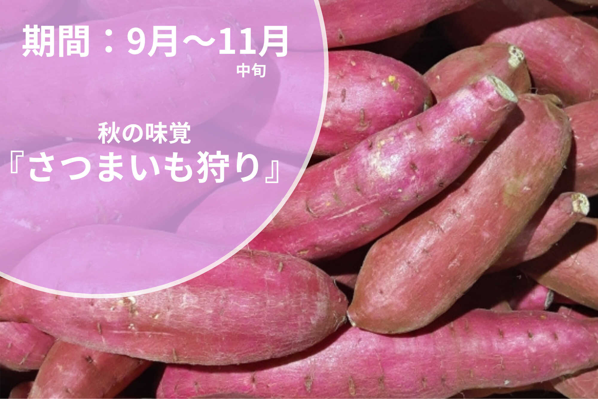 秋の収穫も楽しもう♪スカイライン料金所を出てすぐ!信貴山のどか村で「さつまいも狩り」