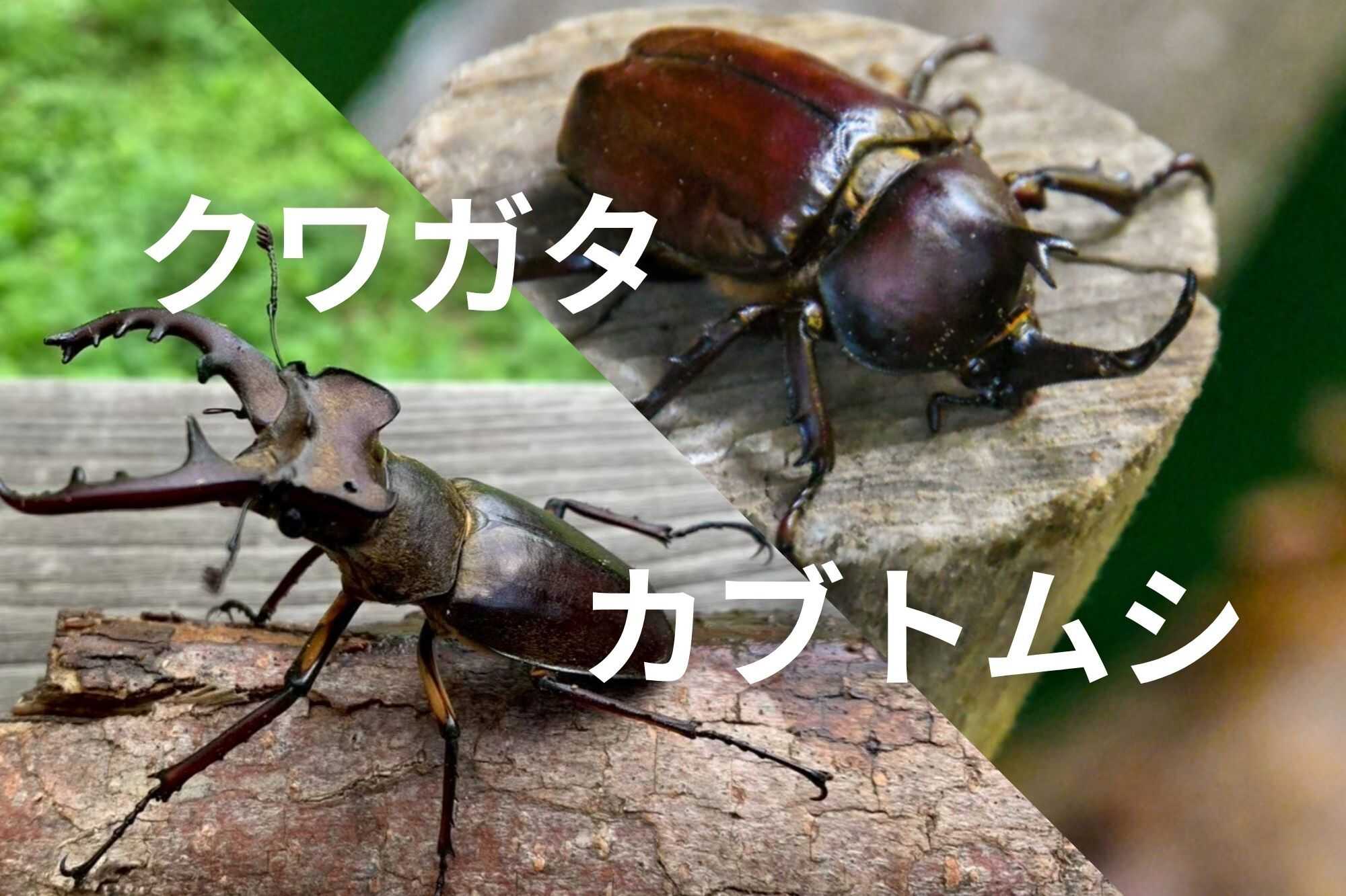 カブトムシ・クワガタ出没中。大自然で昆虫観察を楽しもう
