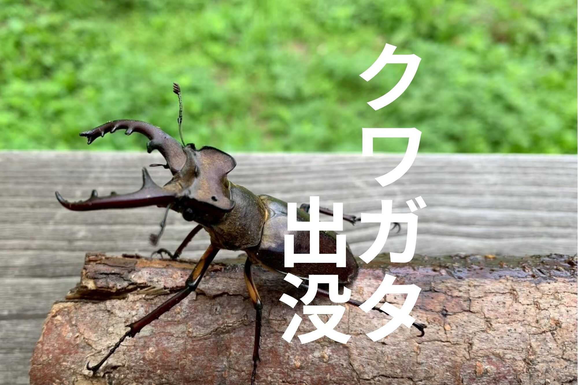 例年6月頃より場内にクワガタ出没。カブトムシは7月頃から。大自然で昆虫観察を楽しもう