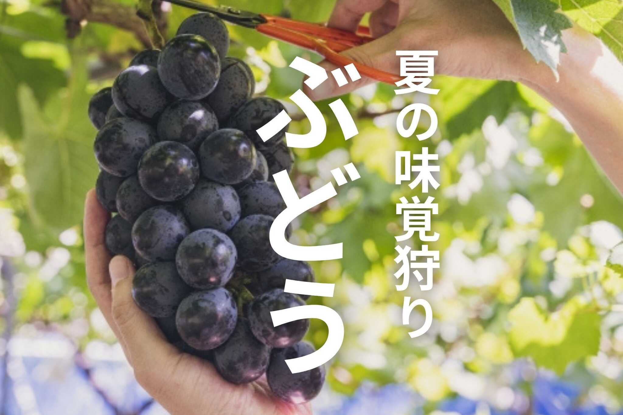 夏の味覚狩りも楽しもう♪スカイライン料金所を出てすぐ!信貴山のどか村で「ぶどう狩り」